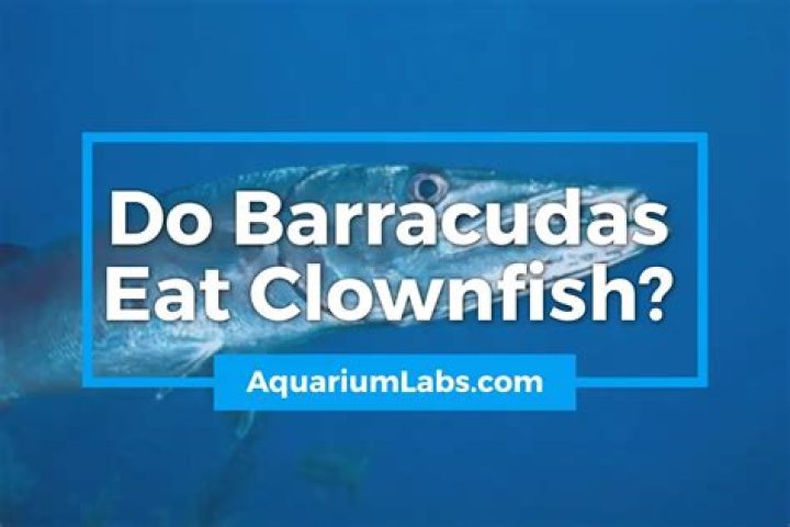 Unraveling The Mystery: Do Barracudas Eat Clownfish?