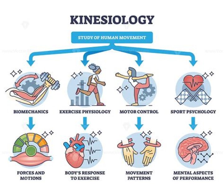 Exploring The Relationship Between Kinesiology And STEM Majors