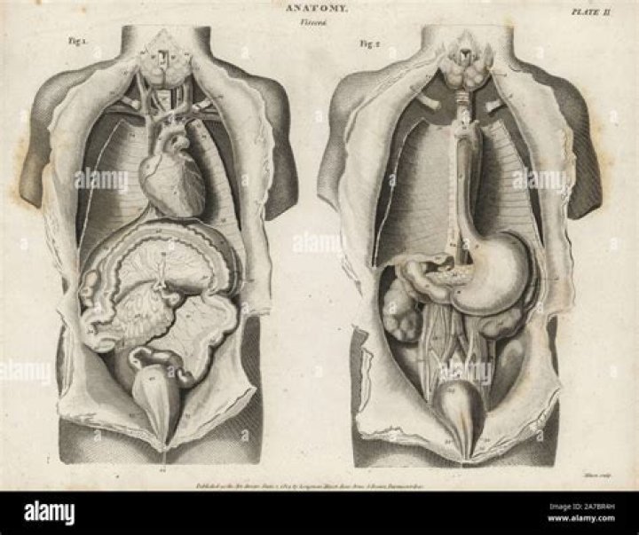 Unveiling The Mysteries Of Tarrare Organs: A Journey Into The Unusual